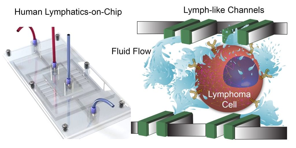 Lymphatic-on-Chip like devices